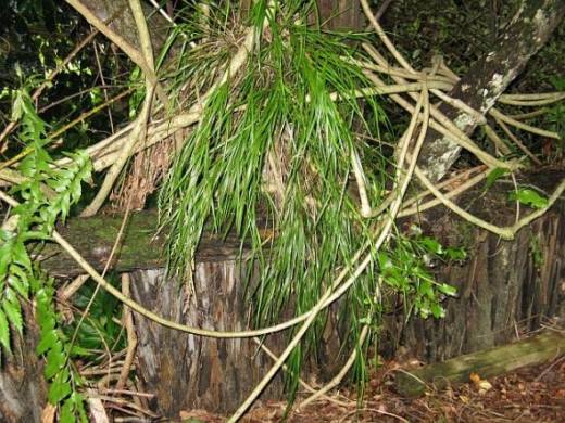 Bush orchid shading under a overhang. Photo Credit - Elsie Hagley.