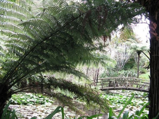 Ferns around pond in my garden. Photo credit - Elsie Hagley