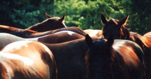 Local Herd Of Yearlings With Backlighting