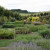 The Garden of Sciences laid out in a checker-board, the squares containing one of 40 different medicinal plants.