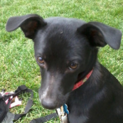 Meet Miss Jazzy J: An Arizona Paw Placement Puppy Adoption