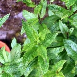 Mint growing in a pot in the ground
