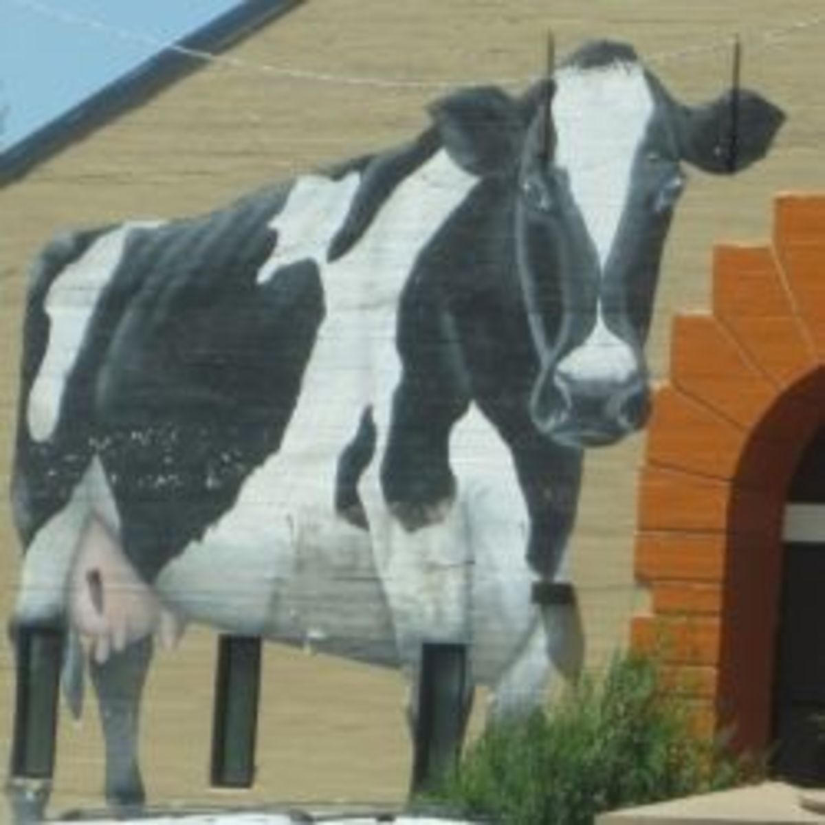 The Flagstaff Furniture Barn Natural Grocers Big Cow Mural