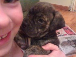 Bull mastiff puppy