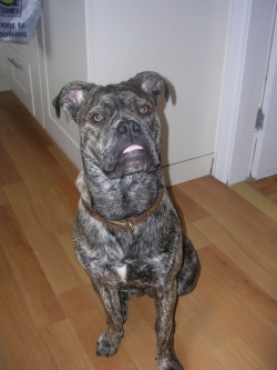 Bull mastiff - sledging