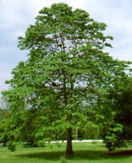 A Sassafras tree
