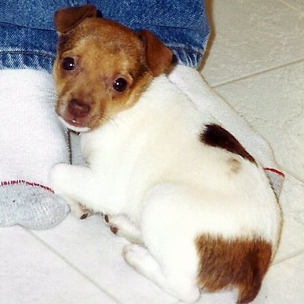 Nala our pet rat terrier puppy