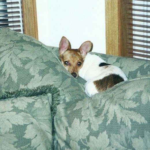 One of Nala's favorite perches, on the couch cushions.  We tried to keep her off the couch.  She was just more persistent in her efforts to get up there once she was big enough.