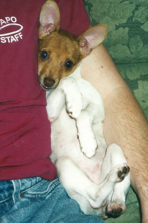 I love that face.  Her breath used to smell curiously like cheerios when she was a wee pup.
