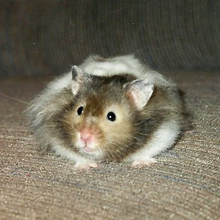 Yes, I know.  Not the dog.  But I had to include a shot of our first pet as a married couple.  Meet Hugo.  The Hamster.  Named after a particularly great busboy on our honeymoon cruise (I know, right?).  We gave him to our neighbors when we moved fro