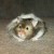 Yes, I know. Not the dog. But I had to include a shot of our first pet as a married couple. Meet Hugo. The Hamster. Named after a particularly great busboy on our honeymoon cruise (I know, right?). We gave him to our neighbors when we moved fro Yes, I know. Not the dog. But I had to include a shot of our first pet as a married couple. Meet Hugo. The Hamster. Named after a particularly great busboy on our honeymoon cruise (I know, right?). We gave him to our neighbors when we moved fro
