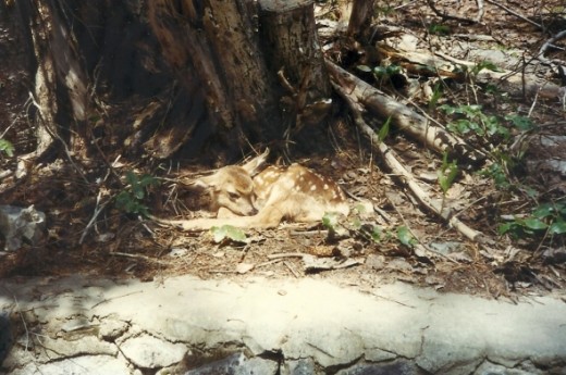 Another fawn, not as newborn but still pretty new!   Maybe I'm just a softie but there was something magical about seeing all the babies during my time there.