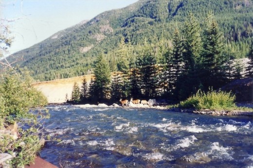 A family outing for this group, crossing Railroad Creek.