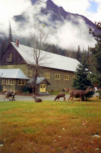 The deer were very comfortable roaming around the village.   And it served as a bit of a haven away from bear, mountain lions and coyotes.  They were beautiful to watch.
