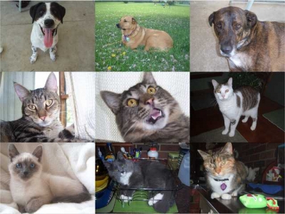 Bailey's Current Siblings