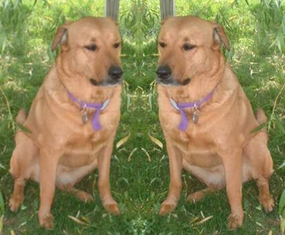 Will the real Bailey please Sit Up
