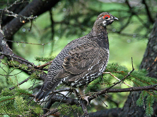 We started seeing a lot of spruce grouse as we approached the Maine - New Hampshire border.