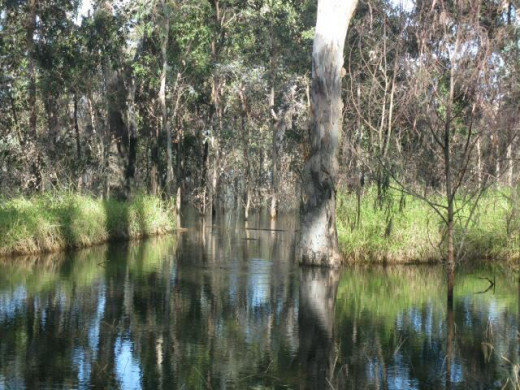 Wooroolin Wetlands
