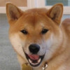Dog Time profile image