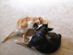Dog Bite - Stop Dog to Dog Aggression