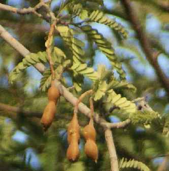 The pods are the fruits of the tamarind plant. Orginally likely from East Africa. related to beans and having a sour/tart taste.