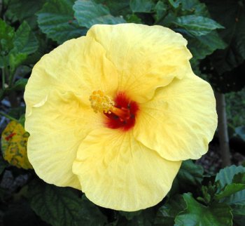 The Hibiscus is the State Flower of Hawaii. Colors incude yellow, shades of red, and others.