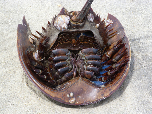 A beached horseshoe crab.