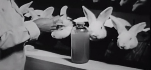 Injecting IV drugs in rabbits.