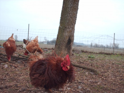 A Frizzle rooster