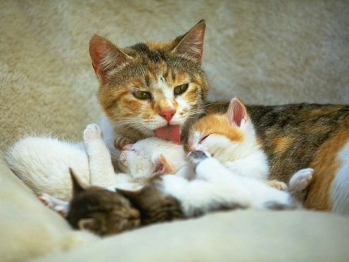 Mama cat licking her young. This is what you'd have to do with the washcloth....