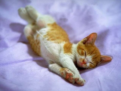 A kitten resting.