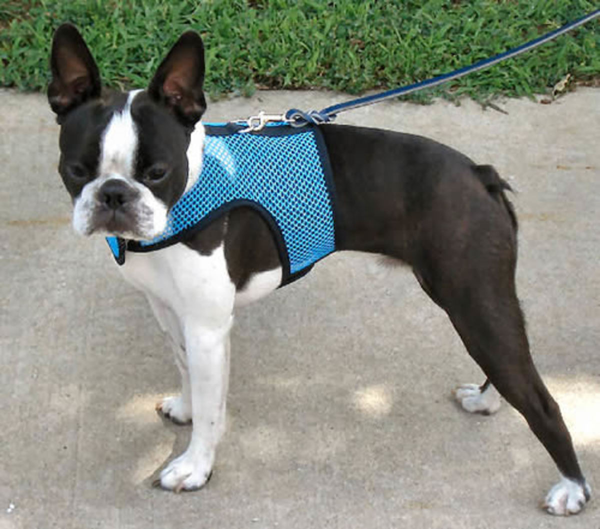 Dog Harnesses makes and models explained HubPages