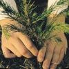 Image from the Arbor Day Website