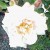 White Rose - Purity, Innocence, Silence