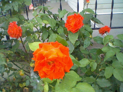 OK two for the wife because she also likes roses