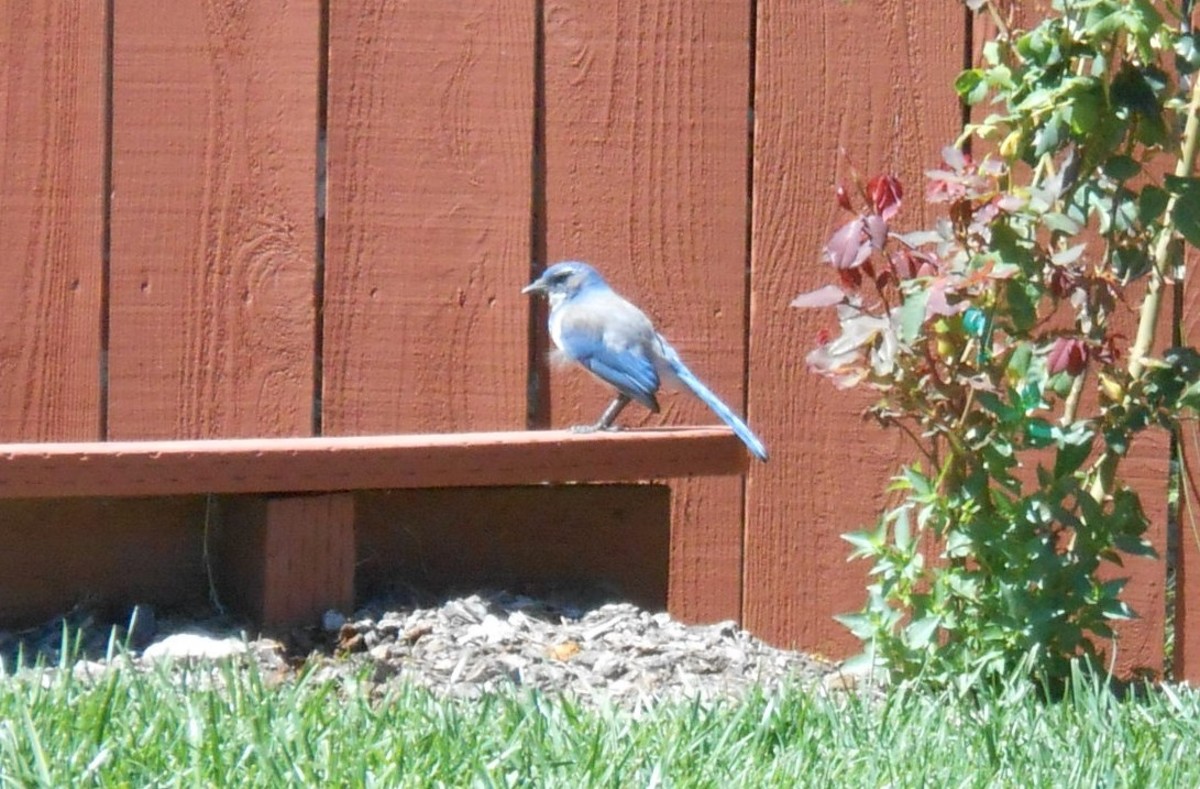 The Western Scrub-Jay:  One Smart Backyard Visitor