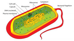 Bacteria Cell