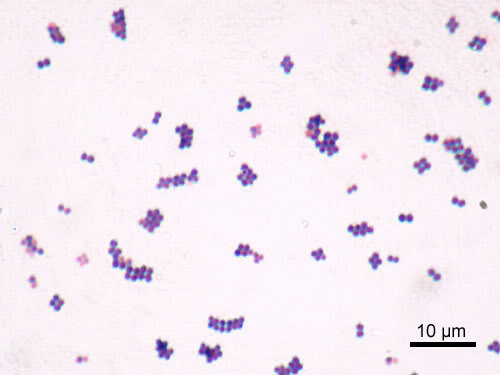 Staphylococcus (Spherical)