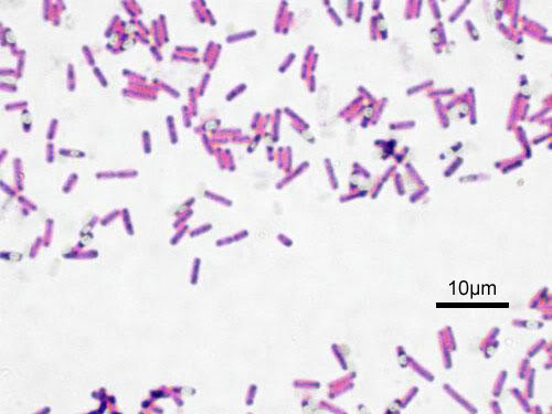 Bacillus (Rod)