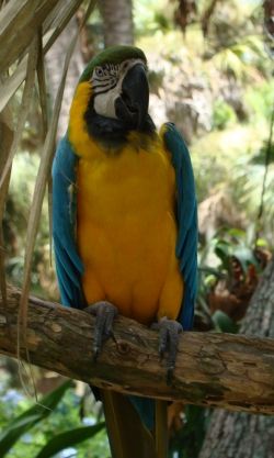 Blue and Gold Macaw