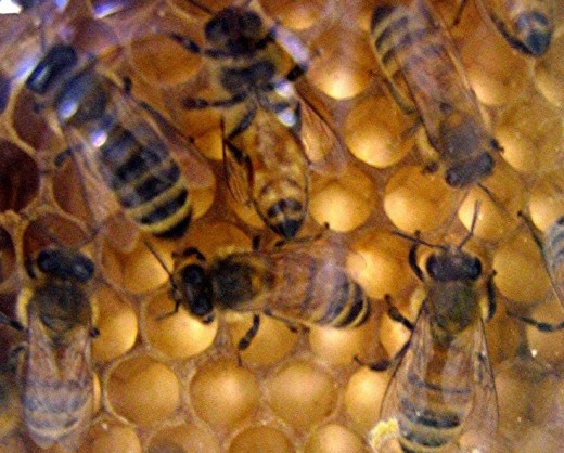 Bees