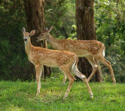 Deer