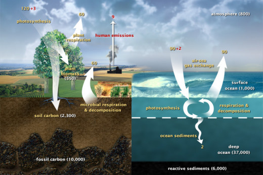 The Carbon Cycle