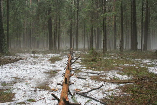 Temperate Evergreen Forest Biome