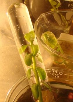 Photosynthesis lab