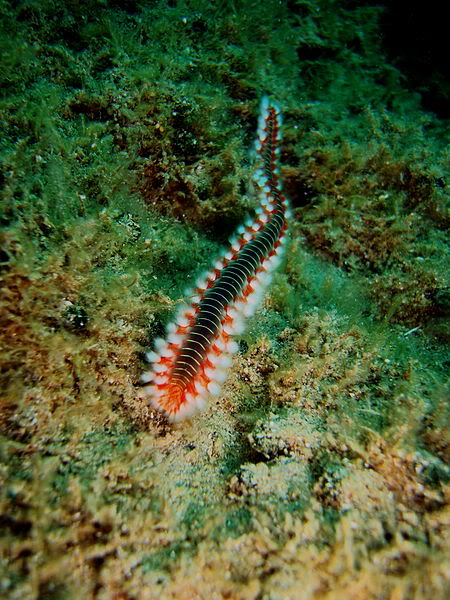 Fireworms are invertebrate animals.