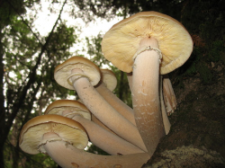 Mushrooms are in the fungi kingdom.