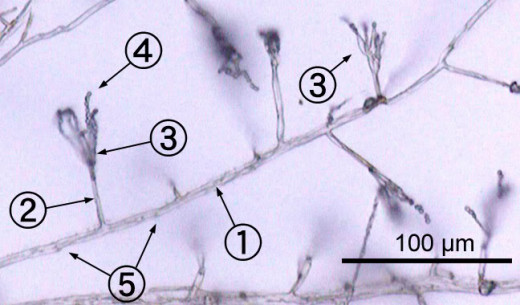 Penicillium