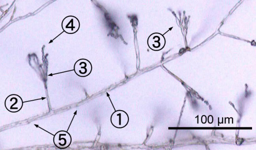 Penicillium