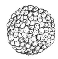 Blastula